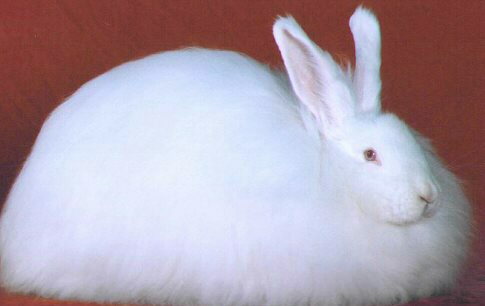An angora rabbit