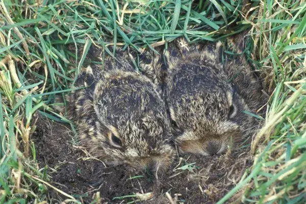 Two young leverets in their form