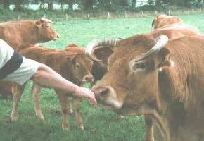 encounter with a cow