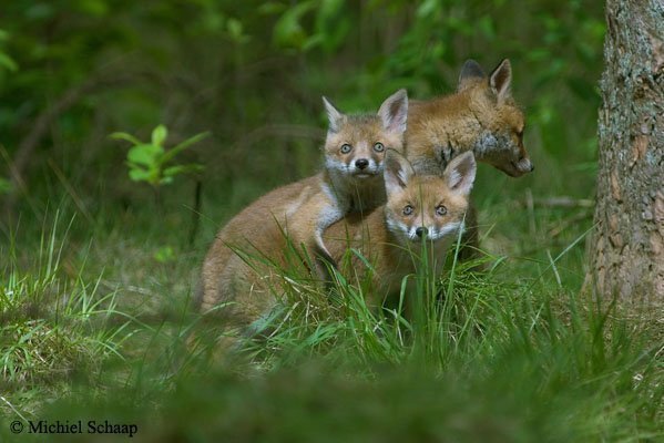 jonge vossen