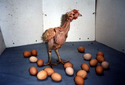 naked chick