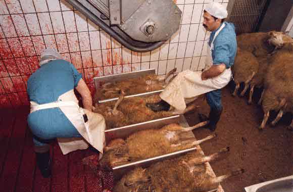 sheep being slaughtered