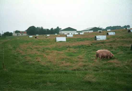 éste es el espacio en el que los criadores de cerdos  biológicos de Dinamarca dejan pastar a sus cerdos