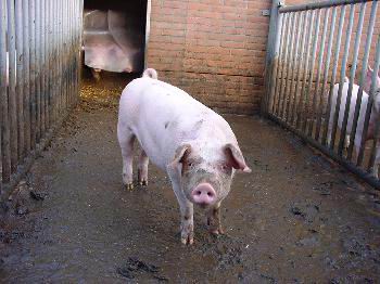 éste  es el espacio en el se considera que un cerdo biológico en Holanda puede  satisfacer sus necesidades naturales: un corral con suelo de cemento