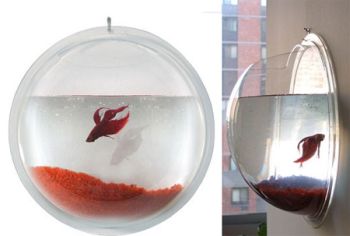 A goldfish is a very small 'designer'-bowl