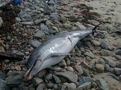 gewonde dolfijn