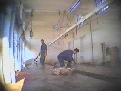 ovejas provenientes de Inglaterra son sacrificadas sin aturdir previmente en un matadero en Grecia
