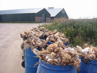 Dode kippen gedumpt in tonnen