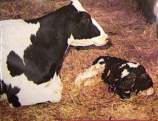 cow and calve