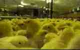 thousands of chickens in a large stable