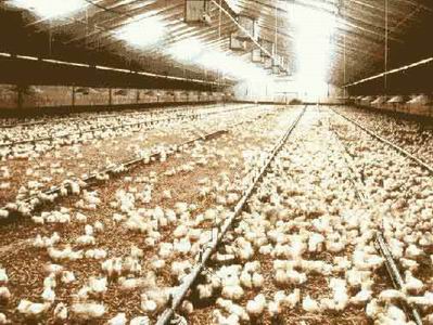 thousands of chickens for fattening
