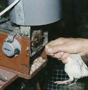 trimming of chickenbeaks