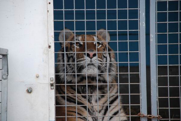 Um tigre em uma gaiola